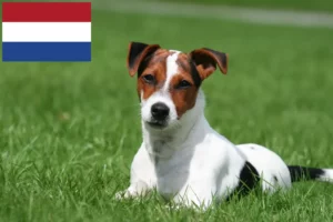 Scopri di più sull'articolo Allevatori di Jack Russell e cuccioli in Olanda