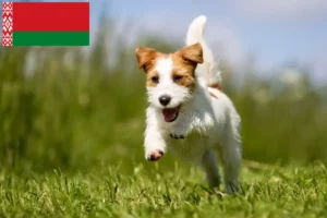 Scopri di più sull'articolo Allevatori di Jack Russell e cuccioli in Bielorussia
