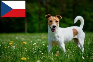 Scopri di più sull'articolo Allevatori di Jack Russell e cuccioli in Repubblica Ceca