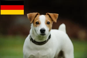 Scopri di più sull'articolo Allevatori e cuccioli di Jack Russell in Germania