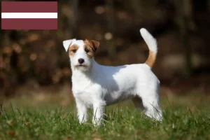 Scopri di più sull'articolo Allevatori di Jack Russell e cuccioli in Lettonia