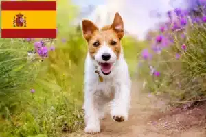 Scopri di più sull'articolo Allevatori di Jack Russell e cuccioli in Spagna