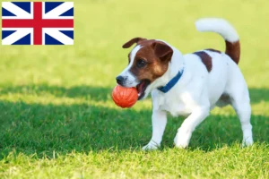 Scopri di più sull'articolo Allevatori di Jack Russell e cuccioli in Gran Bretagna