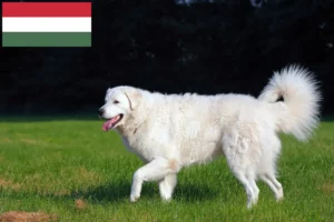 Scopri di più sull'articolo Allevatori di Kuvasz e cuccioli in Ungheria