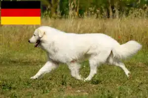Scopri di più sull'articolo Allevatori di cani da pastore maremmani abruzzesi e cuccioli in Germania