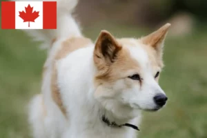 Scopri di più sull'articolo Allevatori di Norrbottenspitz e cuccioli in Canada