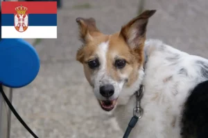 Scopri di più sull'articolo Allevatori di Norrbottenspitz e cuccioli in Serbia