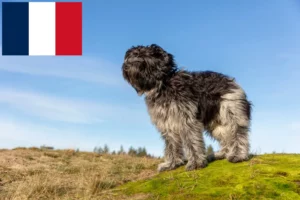 Scopri di più sull'articolo Allevatori e cuccioli di Schapendoes in Francia