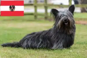 Scopri di più sull'articolo Allevatori di Skye Terrier e cuccioli in Austria