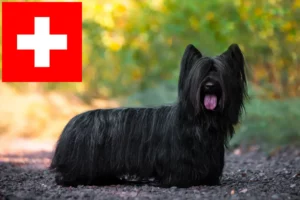 Scopri di più sull'articolo Allevatori e cuccioli di Skye Terrier in Svizzera