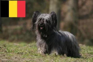 Scopri di più sull'articolo Allevatori di Skye Terrier e cuccioli in Belgio