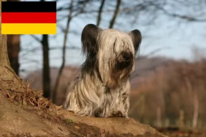 Scopri di più sull'articolo Allevatori di Skye Terrier e cuccioli in Germania