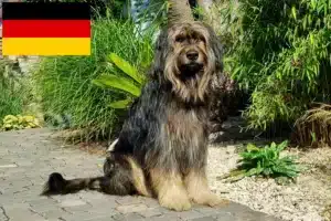 Scopri di più sull'articolo Allevatori e cuccioli di Wäller in Germania