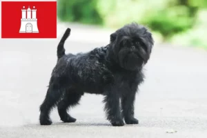 Scopri di più sull'articolo Allevatori di Affenpinscher e cuccioli a Amburgo