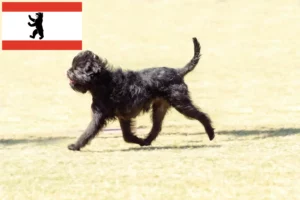 Scopri di più sull'articolo Allevatori di Affenpinscher e cuccioli a Berlino