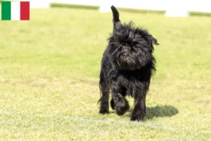 Scopri di più sull'articolo Allevatori di Affenpinscher e cuccioli in Italia