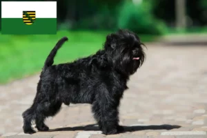 Scopri di più sull'articolo Allevatori di Affenpinscher e cuccioli in Sassonia