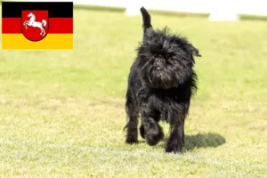 Scopri di più sull'articolo Allevatori di Affenpinscher e cuccioli in Bassa Sassonia