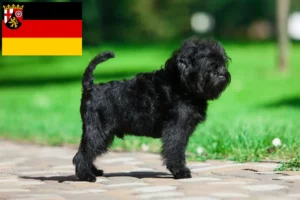 Scopri di più sull'articolo Allevatori di Affenpinscher e cuccioli in Renania-Palatinato