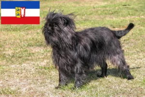 Scopri di più sull'articolo Allevatori di Affenpinscher e cuccioli in Schleswig-Holstein