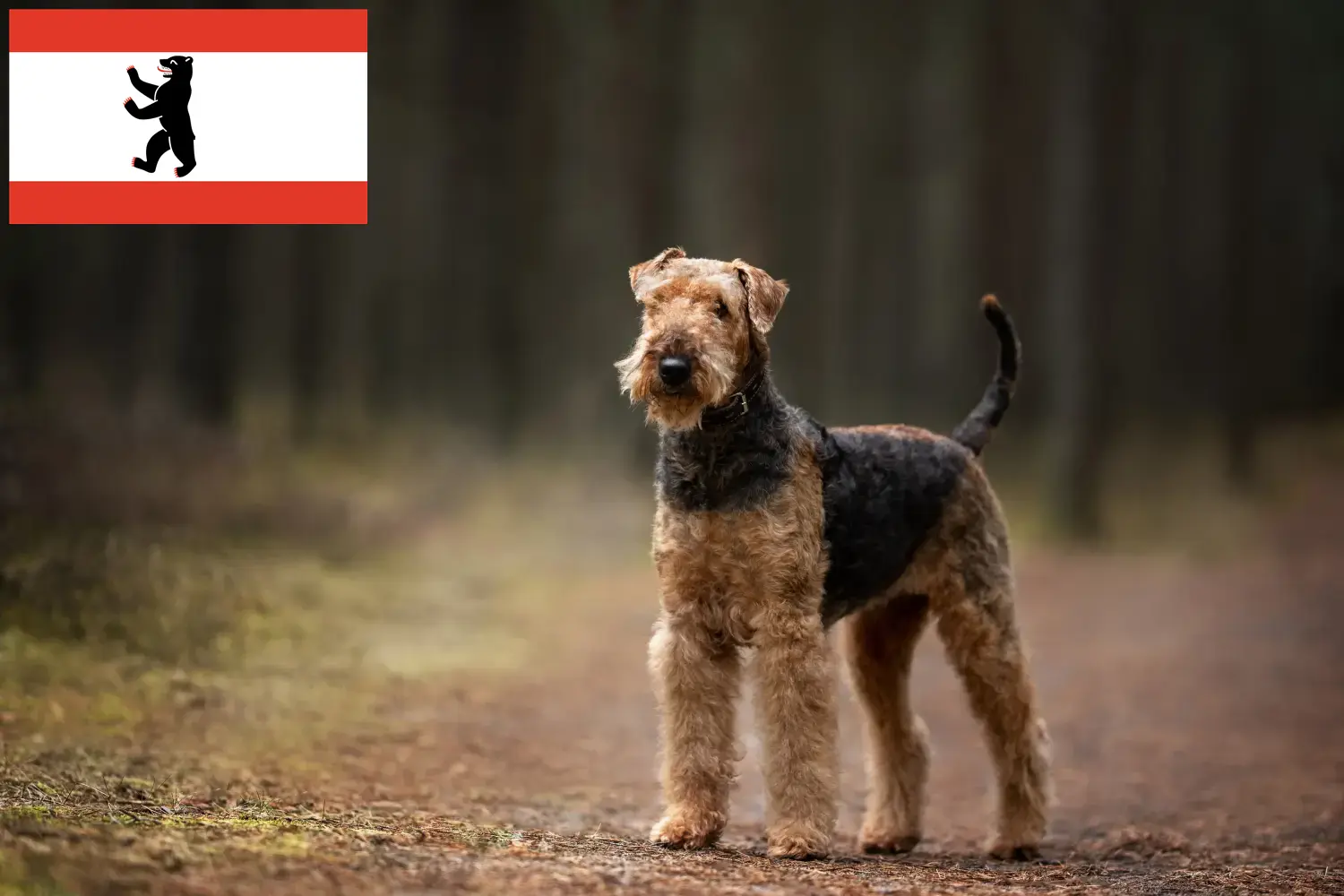 Scopri di più sull'articolo Allevatori di Airedale Terrier e cuccioli a Berlino