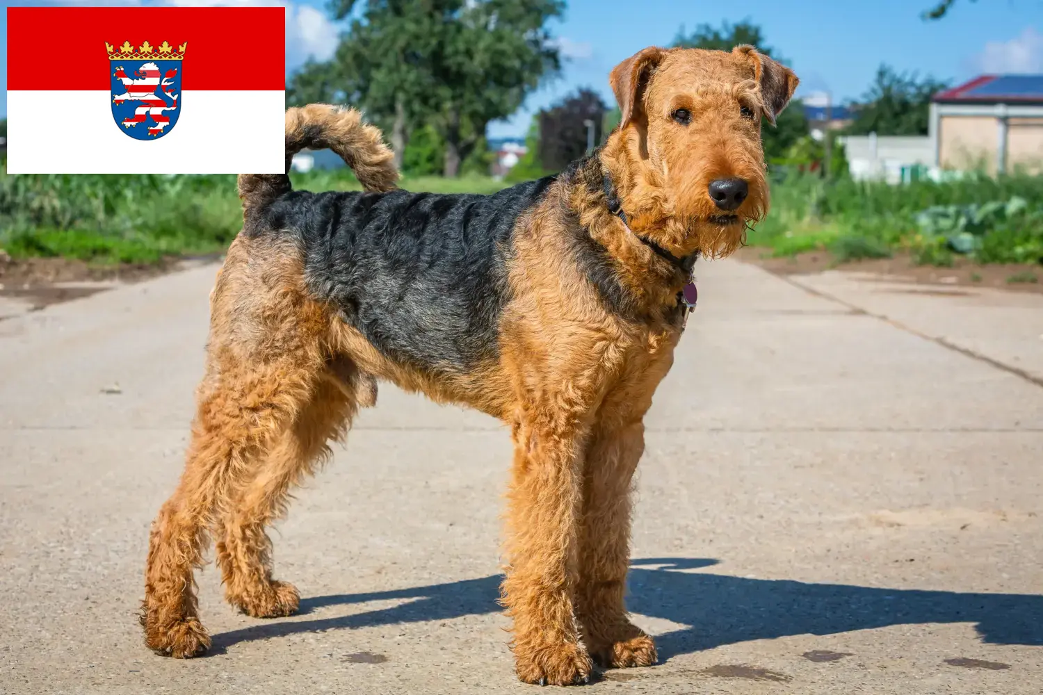 Scopri di più sull'articolo Allevatori di Airedale Terrier e cuccioli in Hessen