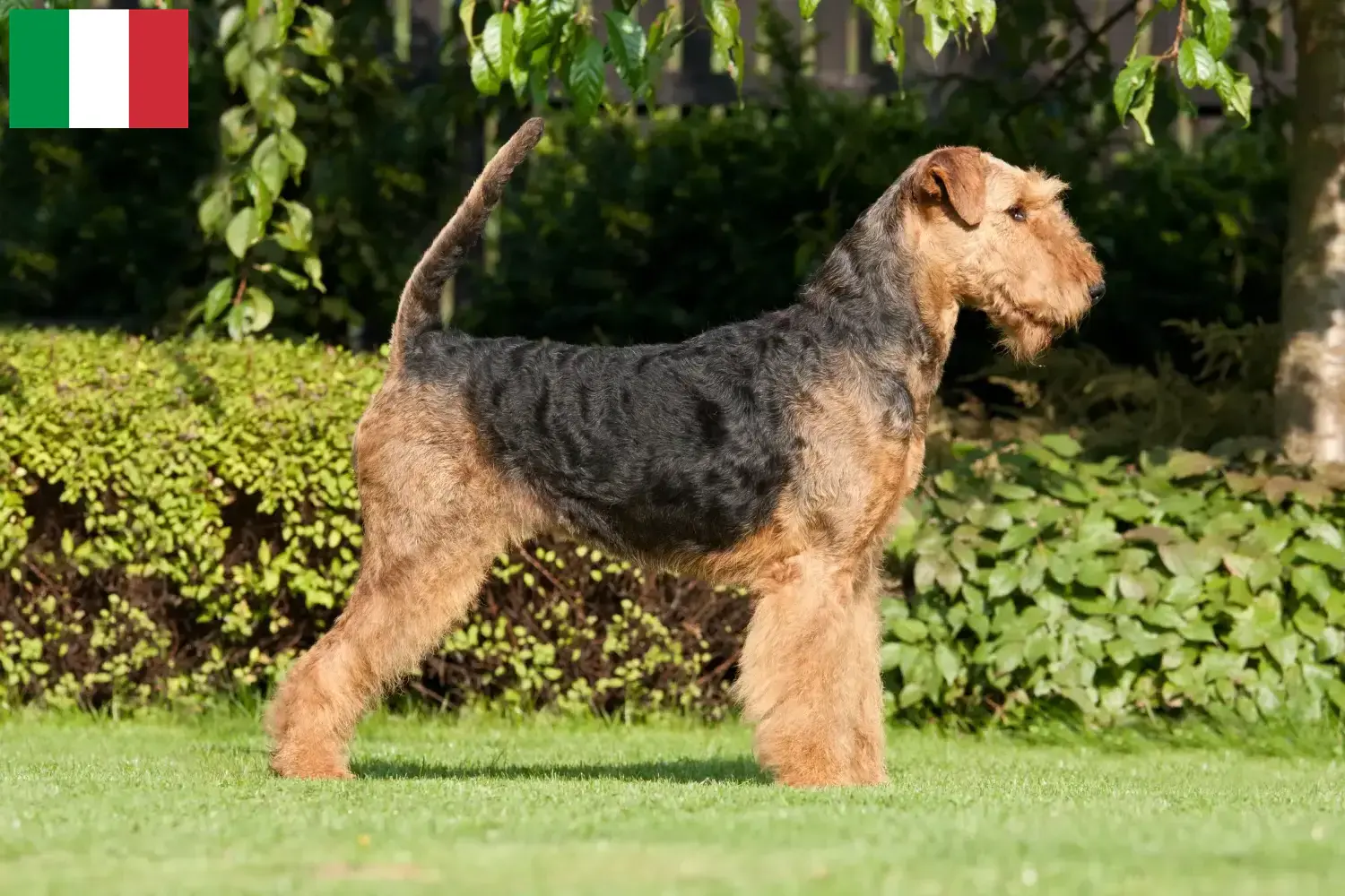 Scopri di più sull'articolo Allevatori di Airedale Terrier e cuccioli in Italia