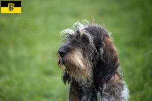 Scopri di più sull'articolo Allevatori e cuccioli di Griffon Bleu de Gascogne in Baden-Württemberg