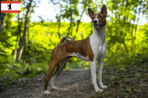 Scopri di più sull'articolo Allevatori e cuccioli di Basenji a Berlino