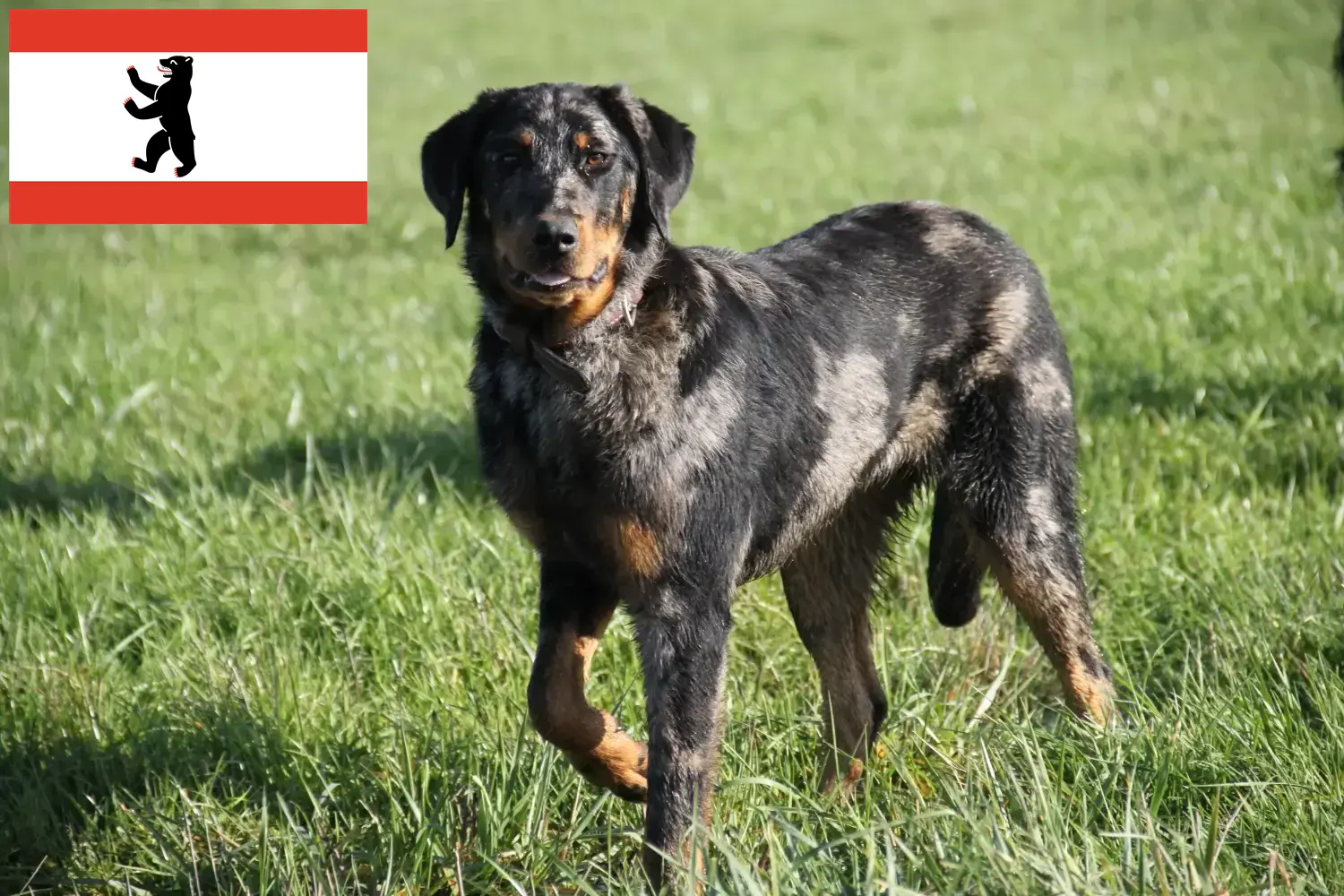 Scopri di più sull'articolo Allevatori di Beauceron e cuccioli a Berlino