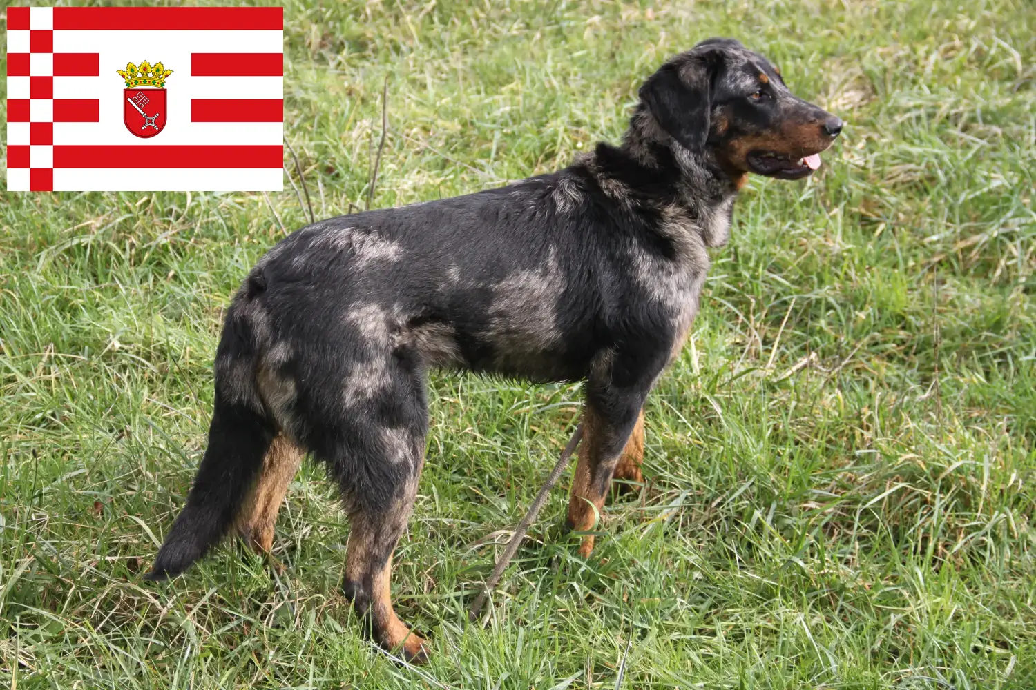 Scopri di più sull'articolo Allevatori di Beauceron e cuccioli a Brema