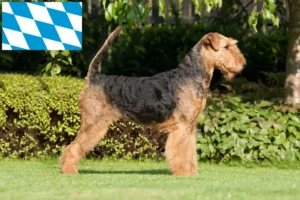 Scopri di più sull'articolo Allevatori e cuccioli di Airedale Terrier in Baviera