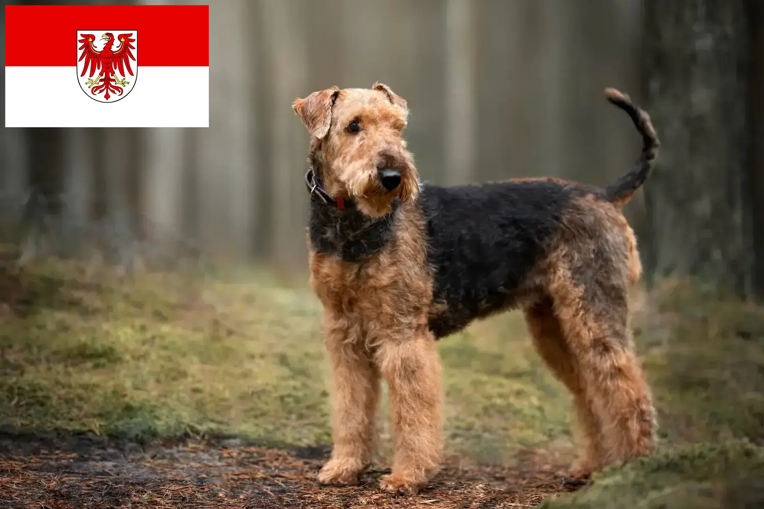 Scopri di più sull'articolo Allevatori di Airedale Terrier e cuccioli a Brandeburgo