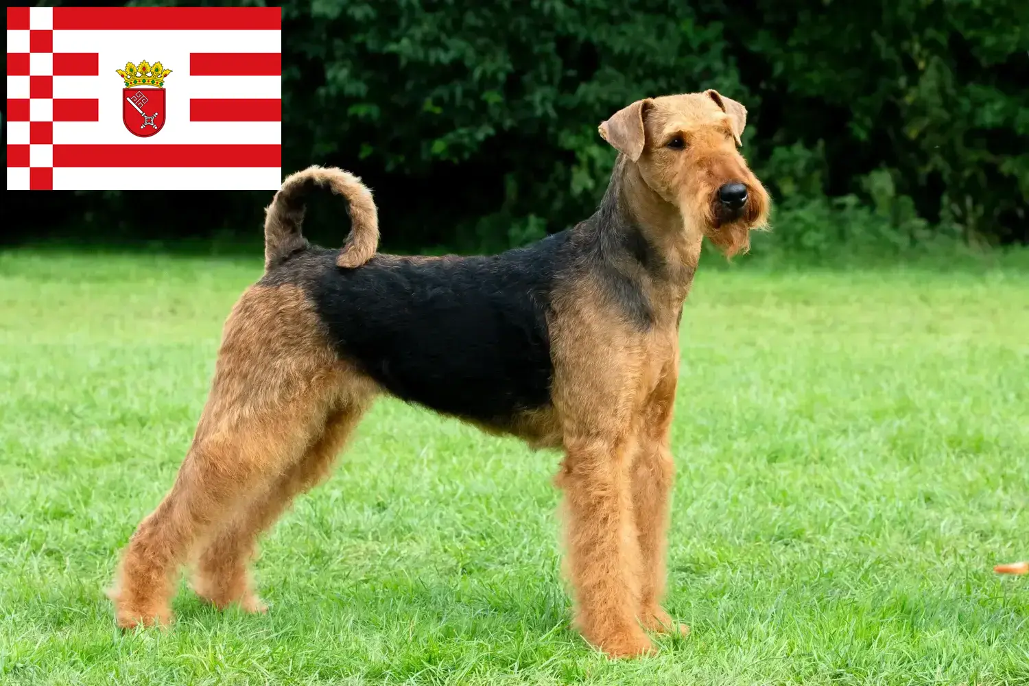 Scopri di più sull'articolo Allevatori di Airedale Terrier e cuccioli a Brema