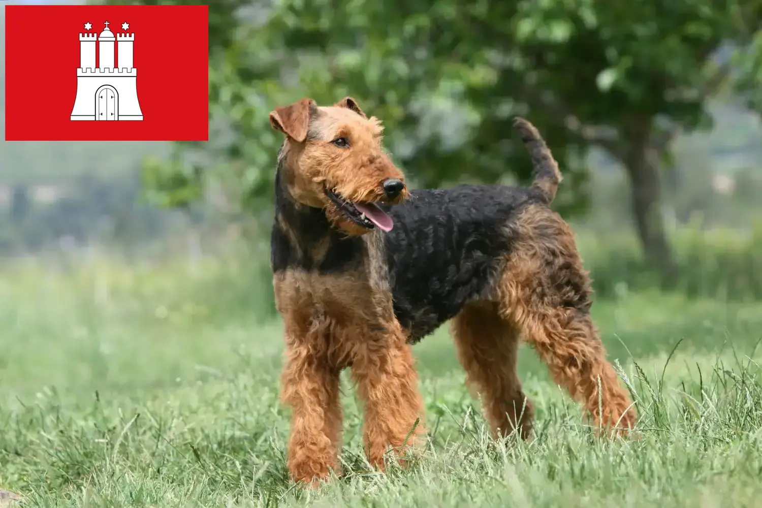 Scopri di più sull'articolo Allevatori di Airedale Terrier e cuccioli a Amburgo