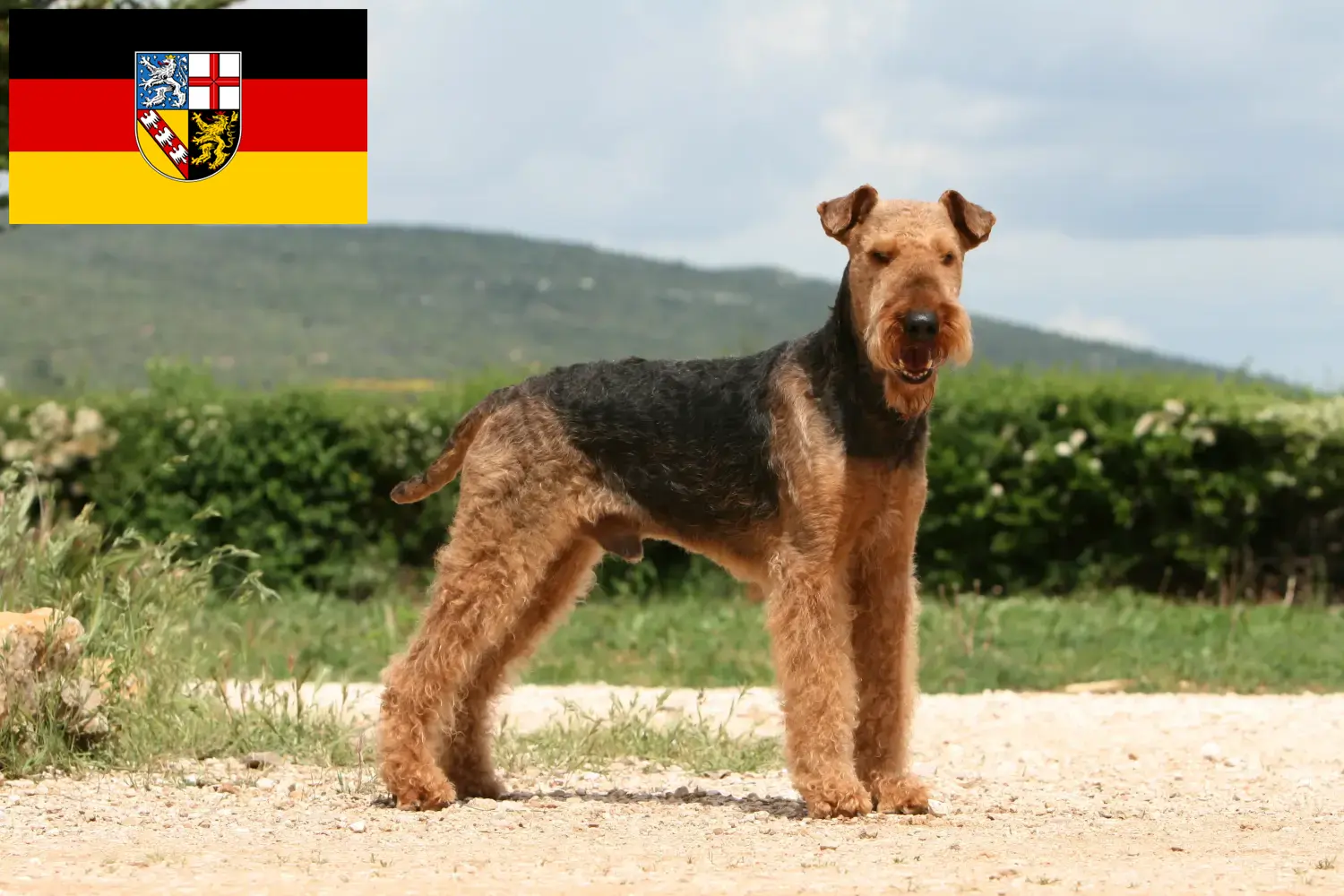 Scopri di più sull'articolo Allevatori di Airedale Terrier e cuccioli in Saarland