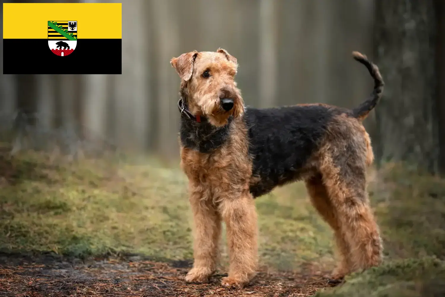 Scopri di più sull'articolo Allevatori e cuccioli di Airedale Terrier in Sassonia-Anhalt