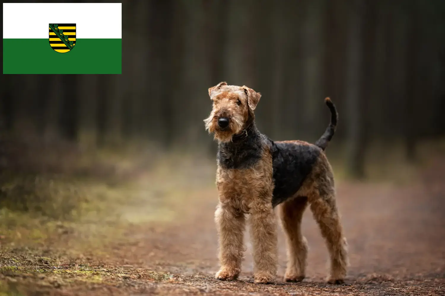 Scopri di più sull'articolo Allevatori di Airedale Terrier e cuccioli in Sassonia