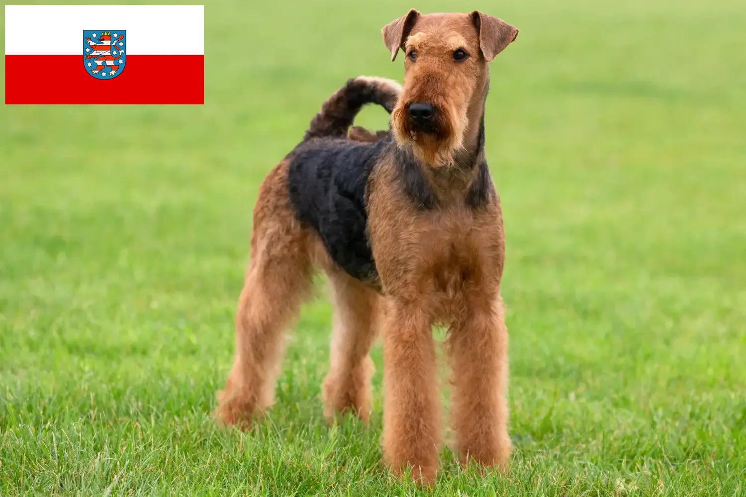 Scopri di più sull'articolo Allevatori di Airedale Terrier e cuccioli in Turingia