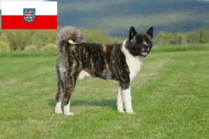 Scopri di più sull'articolo Allevatori di Akita e cuccioli in Turingia