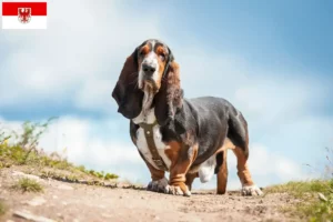 Scopri di più sull'articolo Allevatori di Basset Hound e cuccioli a Brandenburg