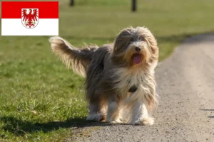 Scopri di più sull'articolo Allevatori di Collie Barbuti e cuccioli a Brandeburgo