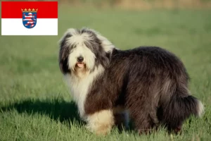 Scopri di più sull'articolo Allevatori di Collie Barbuto e cuccioli in Assia