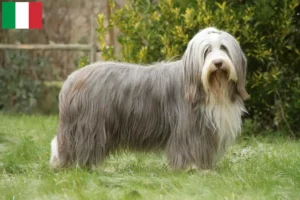 Scopri di più sull'articolo Allevatori di Bearded Collie e cuccioli in Italia