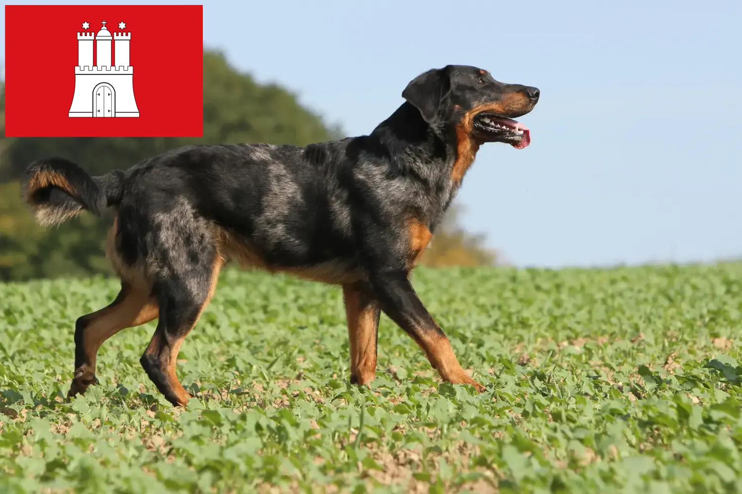 Scopri di più sull'articolo Allevatori di Beauceron e cuccioli a Amburgo