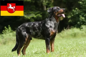 Scopri di più sull'articolo Allevatori di Beauceron e cuccioli in Bassa Sassonia