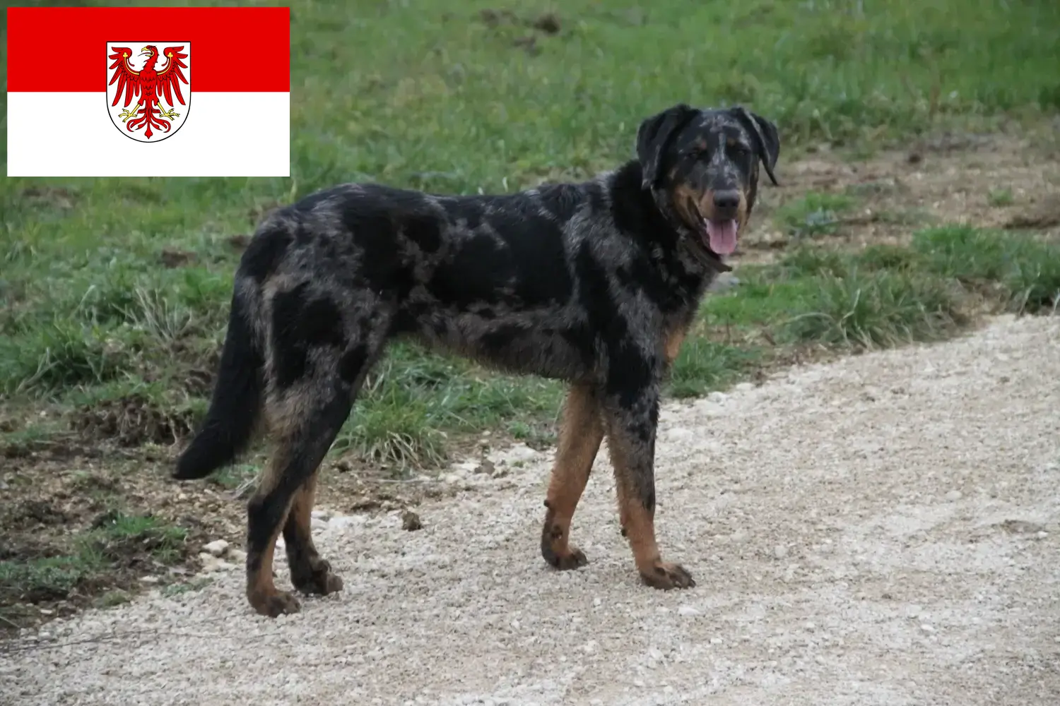 Scopri di più sull'articolo Allevatori di Beauceron e cuccioli a Brandeburgo