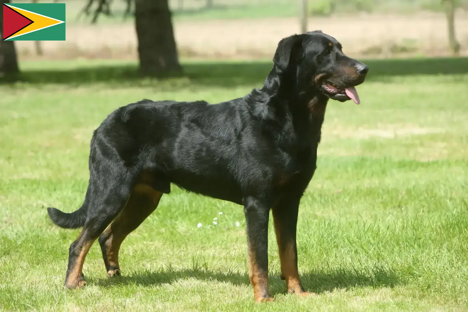 Scopri di più sull'articolo Allevatori di Beauceron e cuccioli in Guyana