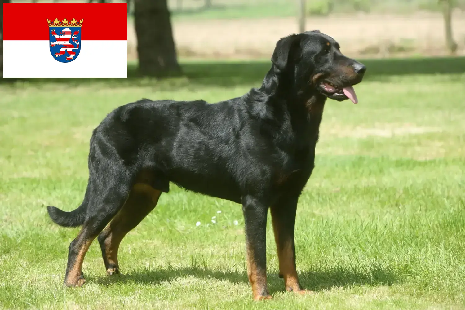 Scopri di più sull'articolo Allevatori di Beauceron e cuccioli in Hessen