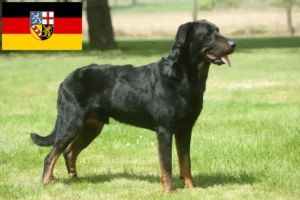 Scopri di più sull'articolo Allevatori di Beauceron e cuccioli in Saarland